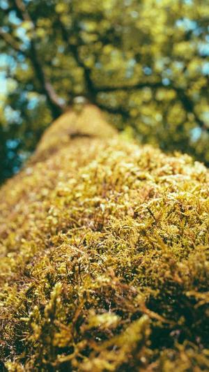 seo推广蜘蛛池截图2