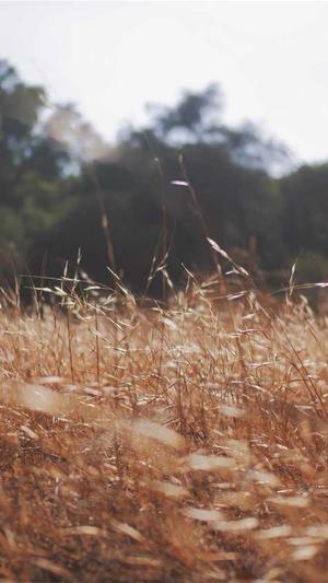 上海seo搜索化工具截图1