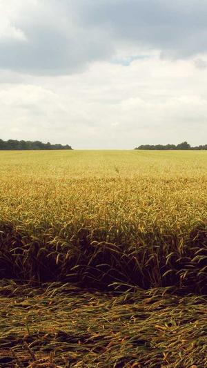 蜘蛛池出租打广告截图3
