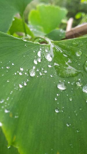 蜘蛛池谷歌排名截图1