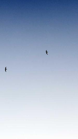 泛目录站群作用截图3