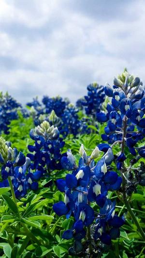 旺道seo优化工具截图1