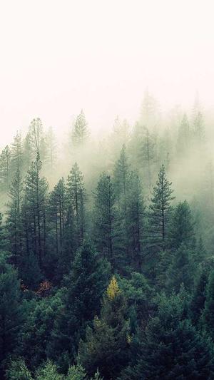 SEO工具下载截图3