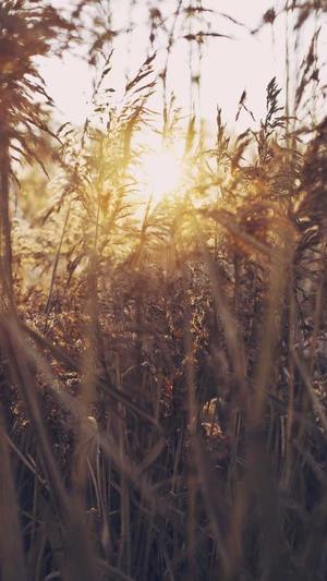 蜘蛛矿池的支付规则截图1