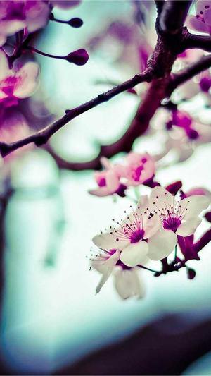 蜘蛛池新手入门推广截图1