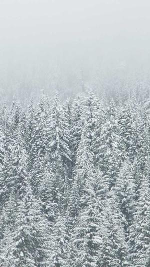 seo免费工具截图2