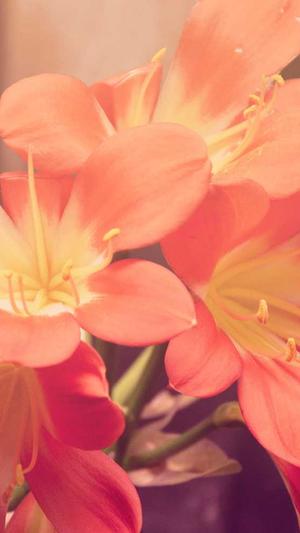 泛目录seo推广截图1