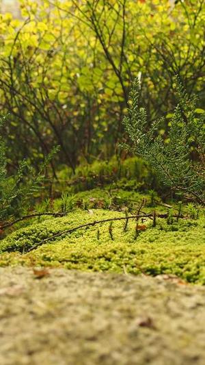 seo关键词排名优化工具截图1