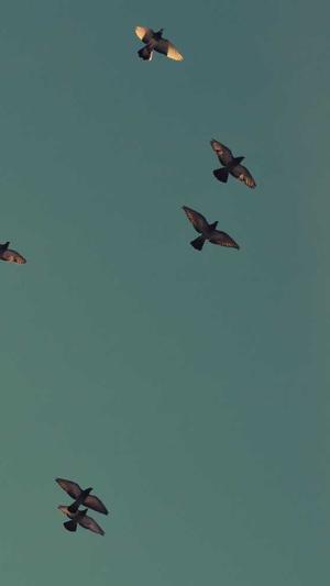 自建蜘蛛池寄生虫截图3